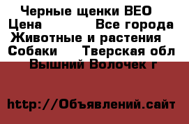 Черные щенки ВЕО › Цена ­ 5 000 - Все города Животные и растения » Собаки   . Тверская обл.,Вышний Волочек г.